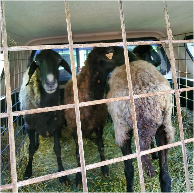  The three new ewes from Hibbing, Minnesota loaded for the trip to Michigan. Photo: Letty Klein.